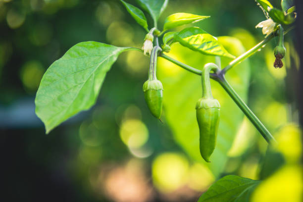 istock small green pepper on a branch in the garden. 1159623307