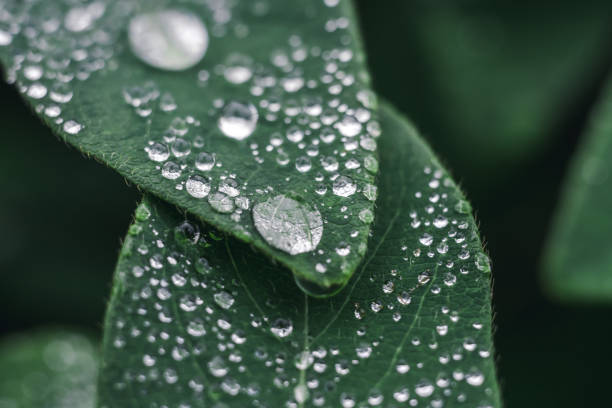 istock macro dew drops on a green leaf. raindrops on green leaf close up. 1159624230