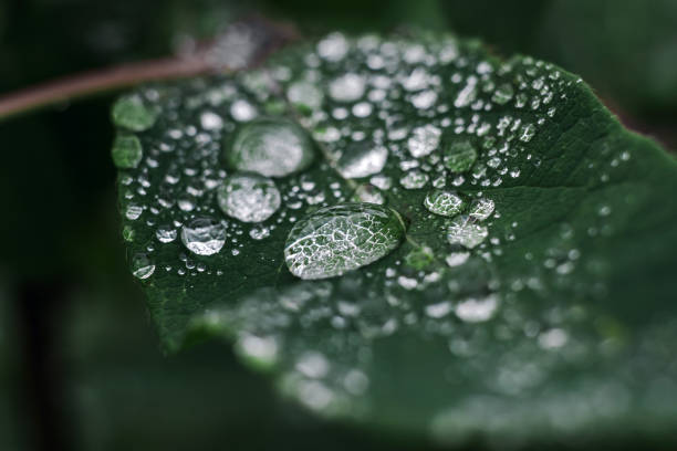 istock macro dew drops on a green leaf. raindrops on green leaf close up. 1159624339