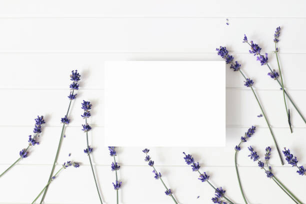 istock Lavender flowers on white wooden table background. Decorative floral frame, web banner with Lavandula officinalis. Blank greeting card mockup. Summer wedding stationery scene. Flat lay, top view. 1159624405