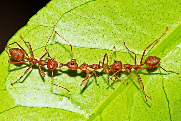 istock Ants help carrying another ant for food. 1159624624