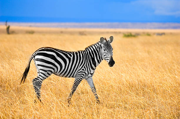ゼブラ - africa color image nature arid climate ストックフォトと画像
