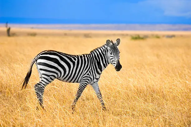 Photo of Zebra