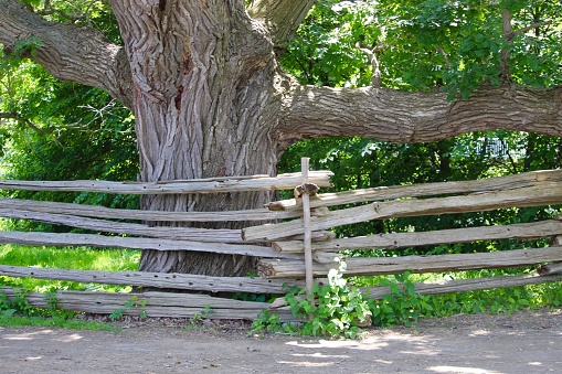 Old style fencing along dirt road.  Large tree.   Background
