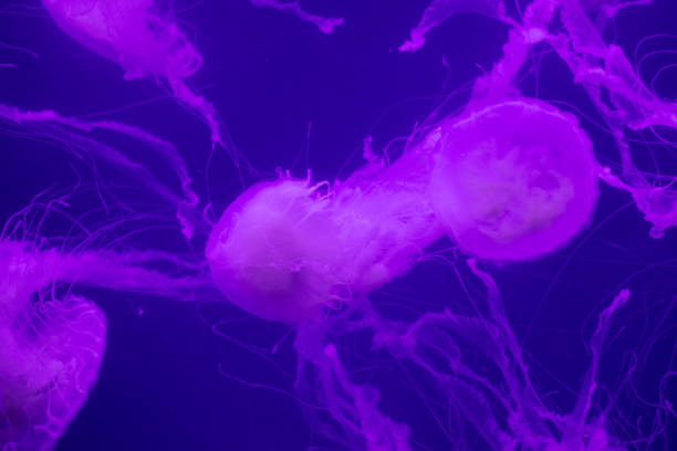istock Beautiful jellyfish in the aquarium. 1159625668