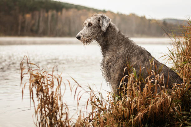Big gray dog sitting on the river bank.
