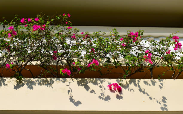 istock Tropical ornamental flowers on the site. 1159627471