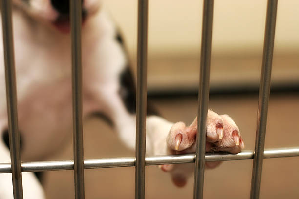 Pound Paws dog eagerly awaits adoption from the animal shelter sad dog shelter stock pictures, royalty-free photos & images