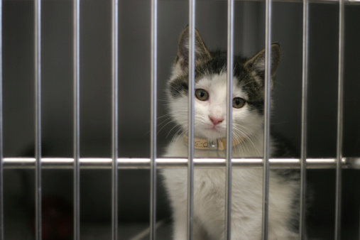 poor kitten waits for a loving home at the pound