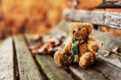 Abandoned teddy bear sitting on a bench in an autumn park.