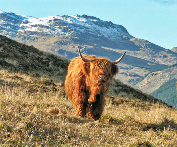 Scottish highland cow with distinctive thick shaggy coat and horns