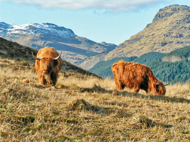 Highland cows in Scotland Scottish highland cow with distinctive thick shaggy coat and horns in the mountains of Argyll highland cattle stock pictures, royalty-free photos & images