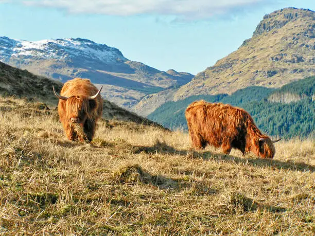 Scottish highland cow with distinctive thick shaggy coat and horns in the mountains of Argyll
