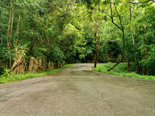 istock The road in the forest 1159628798