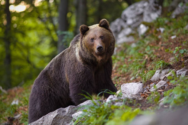 orso bruno dominante, ursus arctos in piedi su una roccia nella foresta. - orso bruno foto e immagini stock