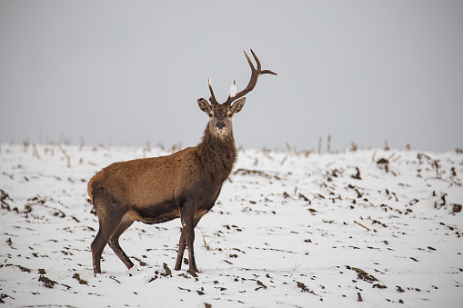 Red deer, Cervus elaphus, in winter on snow with antler broken after a fight. Winter frost wildlife scenery.