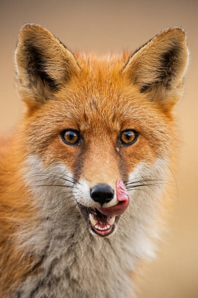 istock Red fox with mouth open looking to the camera 1159629041
