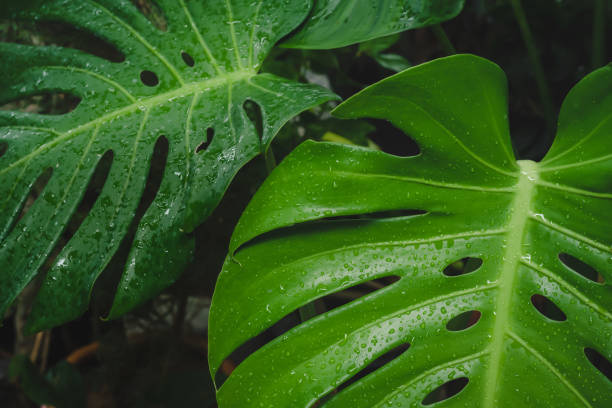 istock Close-up water drop on Monstera or Swiss Cheese 1159629089