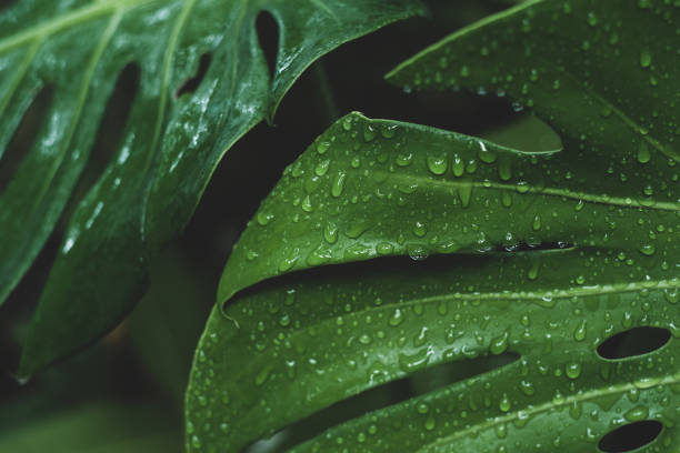 istock Close-up water drop on Monstera or Swiss Cheese 1159629094