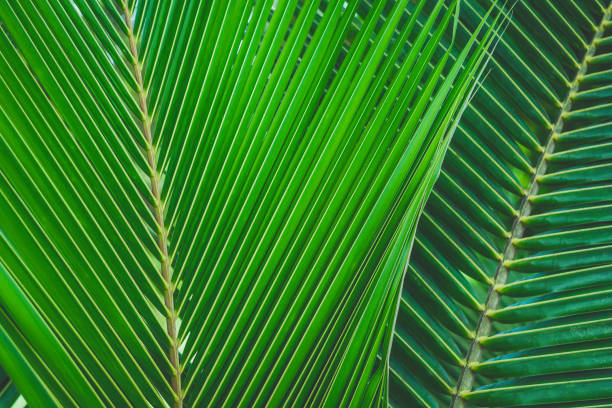 istock close-up green color coconut leaf 1159629136