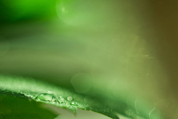 istock Water drop on a green leaf, fresh greens after a rain, macro shooting, a large close-up, selective focus, the place for the text, a background 1159630177