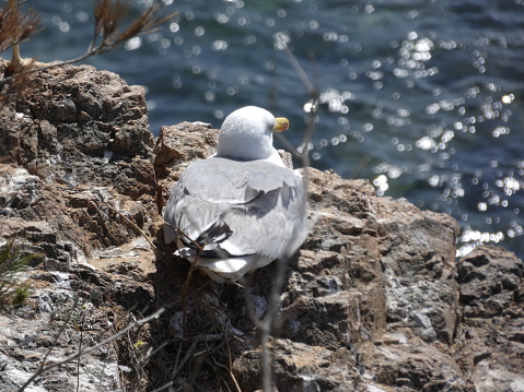 Seagulls have large wings, fly and plan to take advantage of air currents, adult seagulls have lighter feathers, younger gulls have darker plumage of brown, to pass more unnoticed with the color of the rocks.