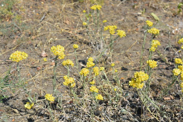 Different images of nature and various places during a walk in a white array alyssum gymnopodum, brassicaceae, alyssum cretaceum es una planta medicinal muy hermosa con delicadas flores amarillas y ramos de inflorescencias a la luz del sol. hermosas flores que crecen en el territorio de ucrania, la ciudad de dnipro.