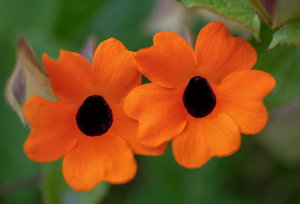 istock Two black-eyed Susan flowers 1159630488