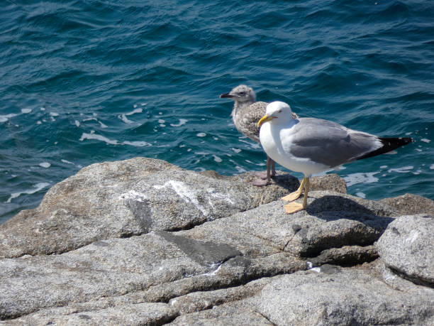 istock Seagulls on the cliff with the sea in the background 1159630532