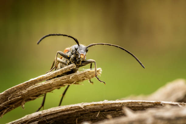 Beetle on a piece of wood Beetle on a piece of wood. Macro shot with blurred background. burred stock pictures, royalty-free photos & images