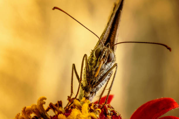 Butterfly on red flower with golden blurred background. Front macro shot of head.