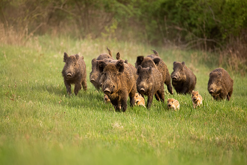 Group of wild boars, sus scrofa, running in spring nature.