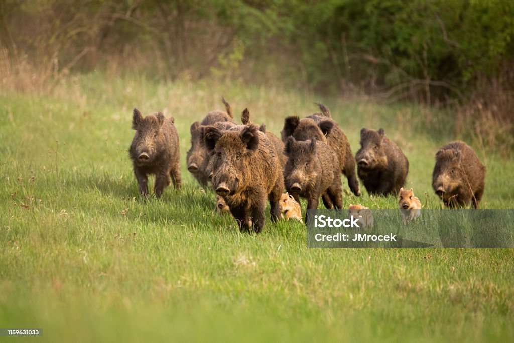 Group of wild boars, sus scrofa, running in spring nature. Group of wild boars, sus scrofa, running in spring nature. Action wildlife scenery of a family with small piglets moving fast forward to escape from danger. Wild Boar Stock Photo