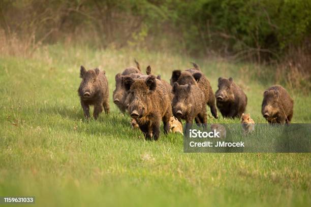 Group Of Wild Boars Sus Scrofa Running In Spring Nature Stock Photo - Download Image Now
