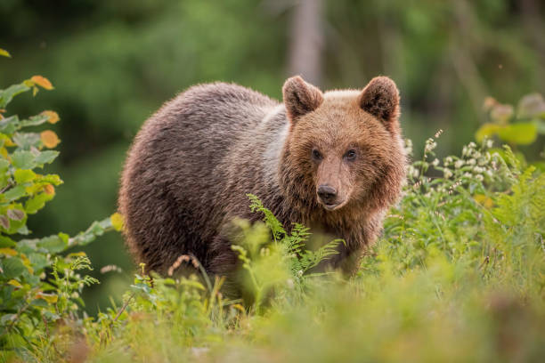 istock Fluffy young brown bear, ursus arctos, in summer at sunset. 1159631057
