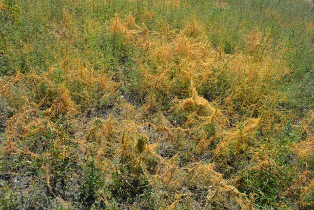 erba estiva verde con cespugli di erbe in erba secca arancione sulla steppa dell'ucraina. - pompa daria foto e immagini stock