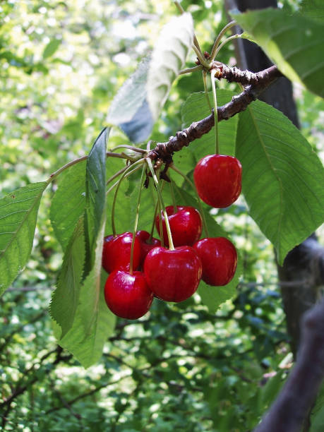 istock Cherries  in garden 1159631695