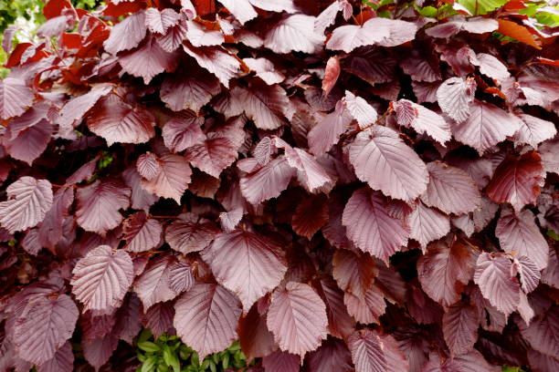 hojas de un haya roja (fagus sylvatica) primer plano - foliate pattern fotos fotografías e imágenes de stock