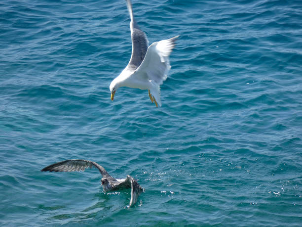 istock Seagulls in the Mediterranean, on the Catalan Costa Brava 1159631963