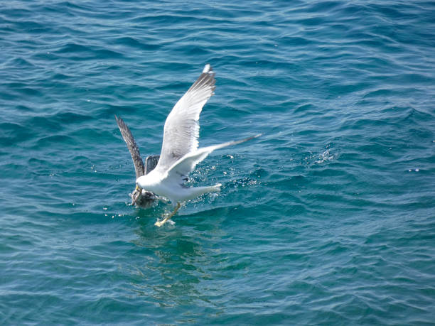 istock Seagulls in the Mediterranean, on the Catalan Costa Brava 1159631972
