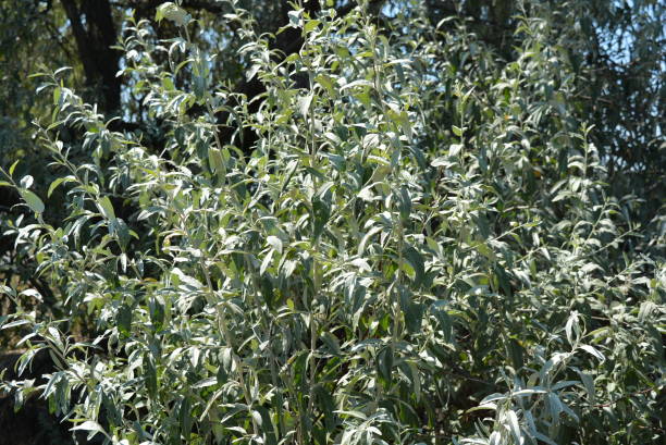 Beautiful oblong frosted leaves of Russian olive. Very beautiful and interesting tree of Elaeagnus angustifolia with branches. Different images of nature and various places during a walk in a white array "Northern" city of Dnipro, Ukraine.  Very summer sunny weather with a beautiful and bright sun.  Photos of plants, materials and things in natural execution. elaeagnus angustifolia stock pictures, royalty-free photos & images