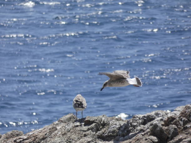 istock Seagulls in the Mediterranean, on the Catalan Costa Brava 1159632033