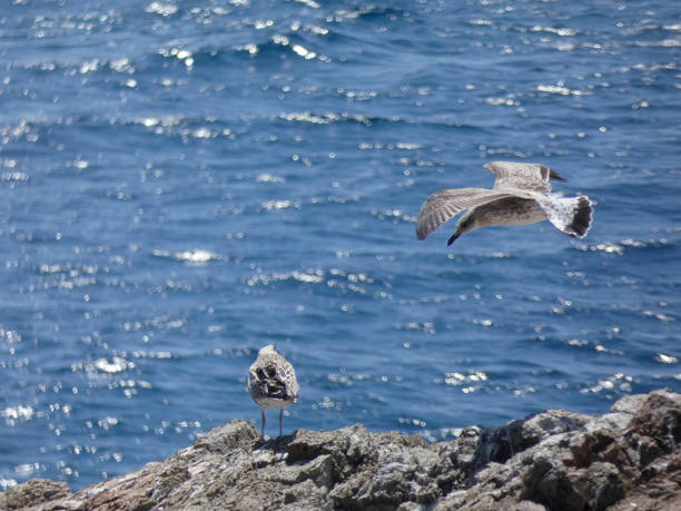 istock Seagulls in the Mediterranean, on the Catalan Costa Brava 1159632041