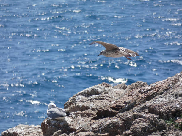 istock Seagulls in the Mediterranean, on the Catalan Costa Brava 1159632046