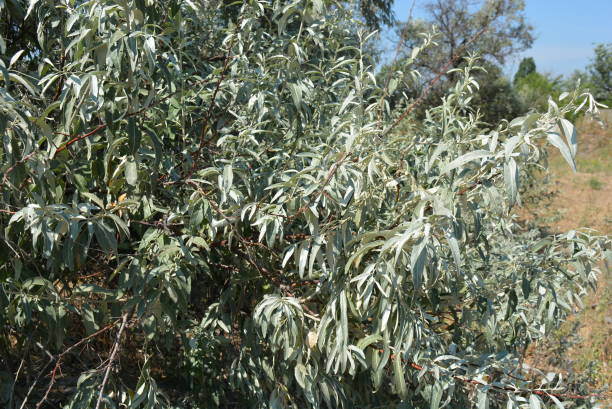 Beautiful oblong frosted leaves of Russian olive. Very beautiful and interesting tree of Elaeagnus angustifolia with branches. Different images of nature and various places during a walk in a white array "Northern" city of Dnipro, Ukraine.  Very summer sunny weather with a beautiful and bright sun.  Photos of plants, materials and things in natural execution. elaeagnus angustifolia stock pictures, royalty-free photos & images