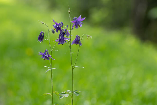istock Closeup of a Bulgarian columbine 1159632532