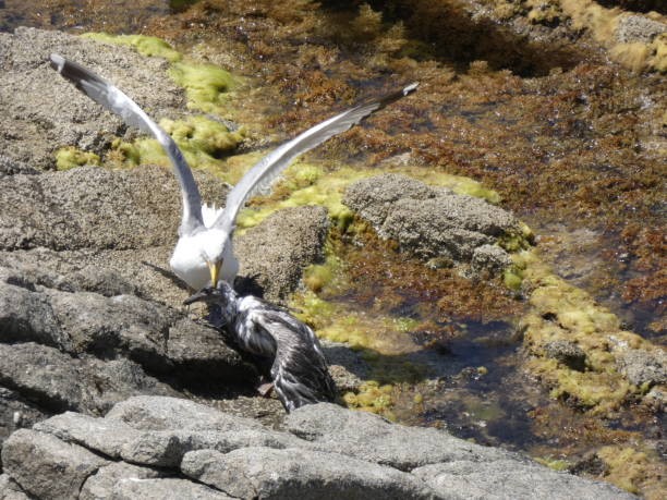 istock Seagulls in the Mediterranean, on the Catalan Costa Brava 1159632809