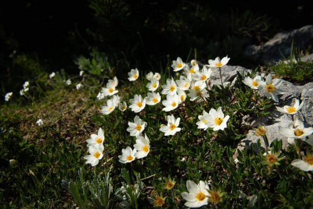 Australian native Flannel Flower wildflowers blooming en masse the spring following a major bushfire which burnt out the area on Cape Solander in Kamay Botany Bay National Park, Sydney