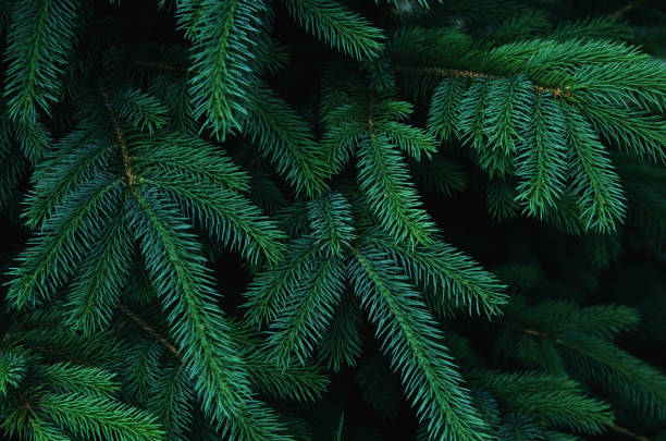 istock Fluffy fir tree brunch close up. Christmas wallpaper concept. - Image 1159633756
