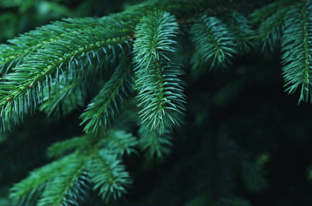 istock Fluffy fir tree brunch close up. Christmas wallpaper concept. - Image 1159633757